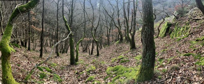 Ehemalige Weinbergslage an der Schwarzlay b. Scheidt