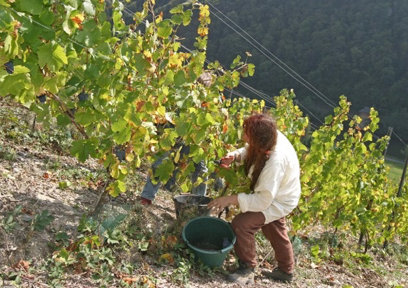 Weinlese im Obernhofer Goetheberg