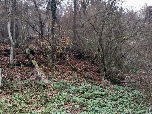 Fragmente von Weinbergsmauern am Fuße des Auberges