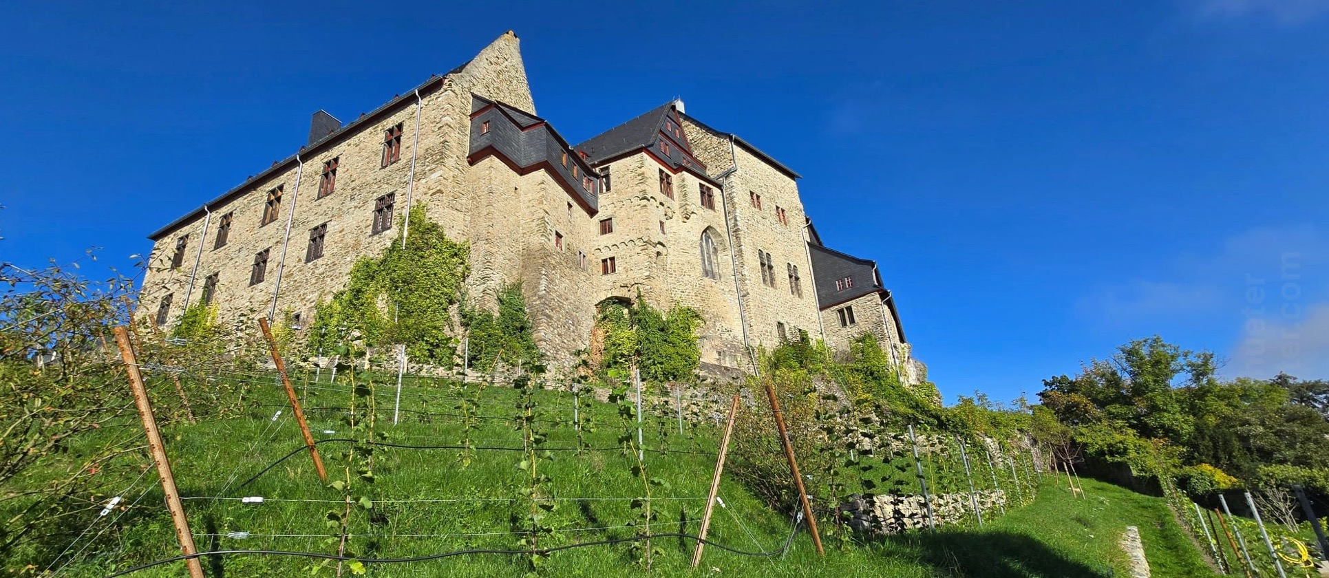 Limburger Schlosswingert © 2025 Limburger Schlosswingert e.V.