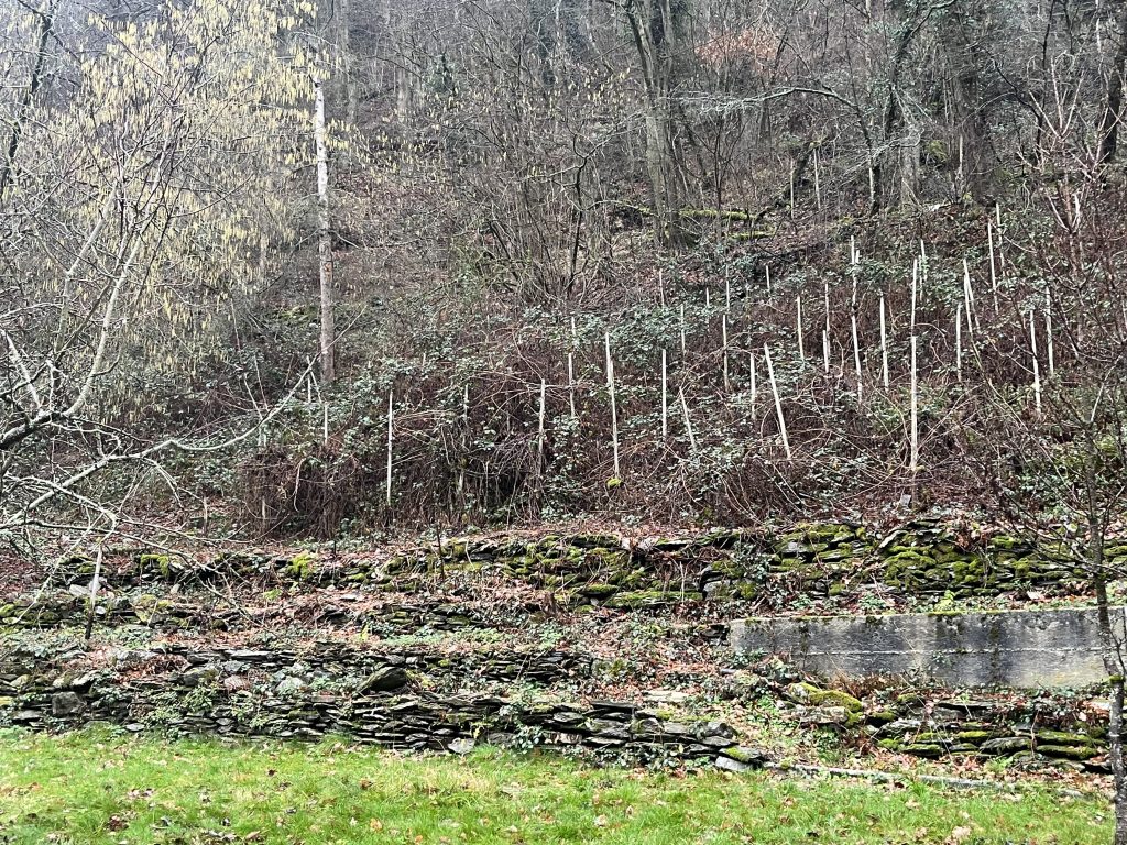 Weingarten bei Kalkofen