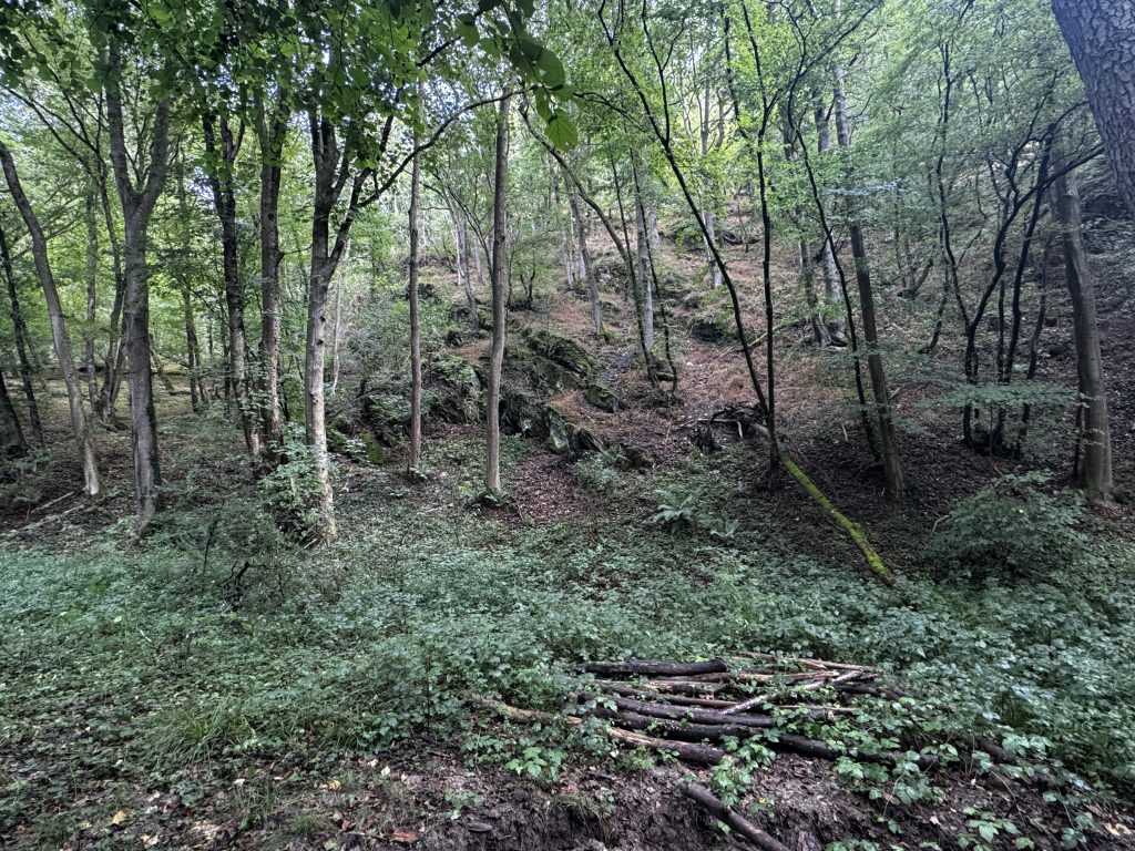 vermuteter Weinberg im Schwarbachtal © 2025 Matthias C. Schmidt