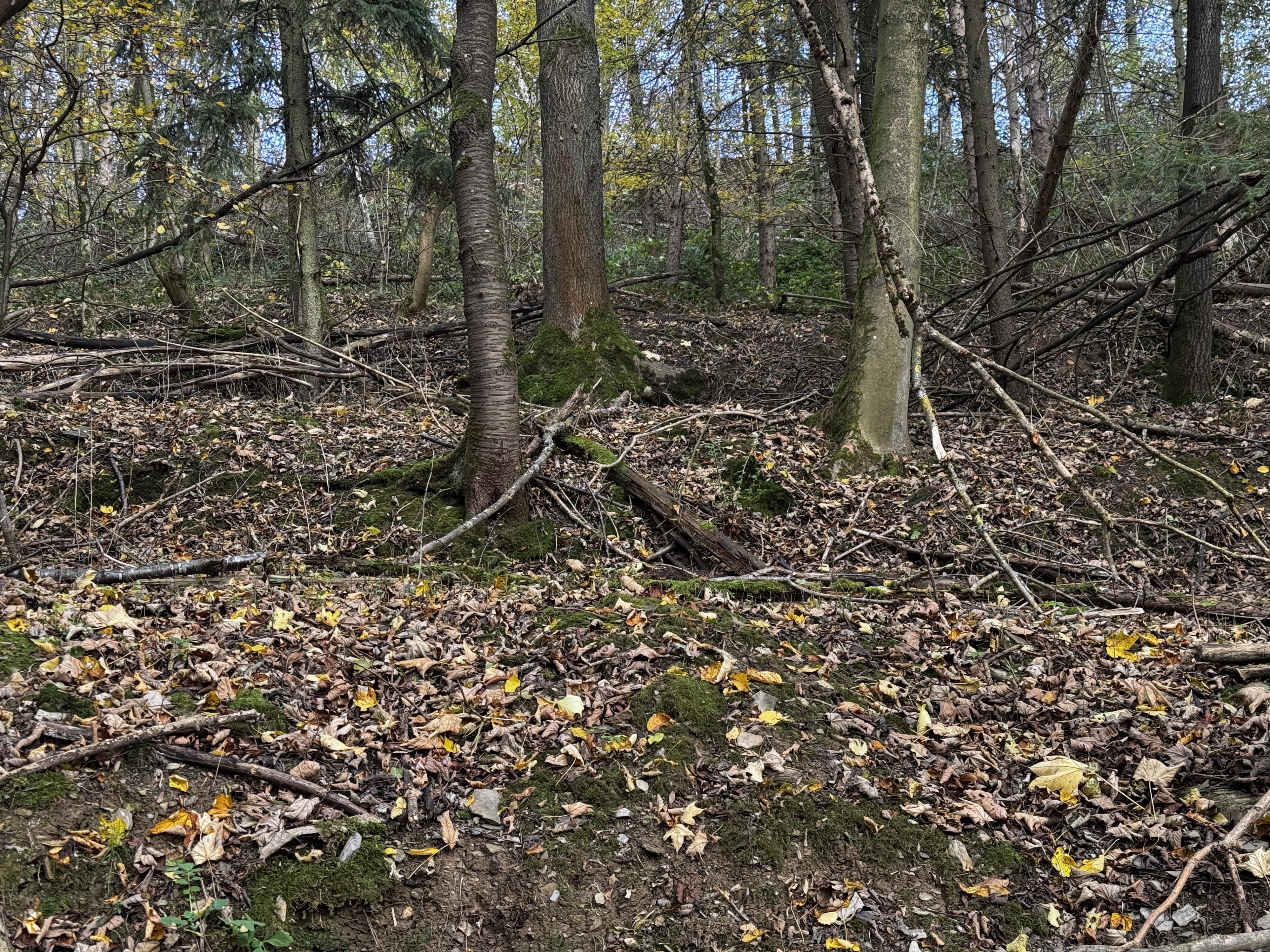 Terrassen im Ginsterberg, Flur 23, Gutenacker © 2025 Matthias C. Schmidt
